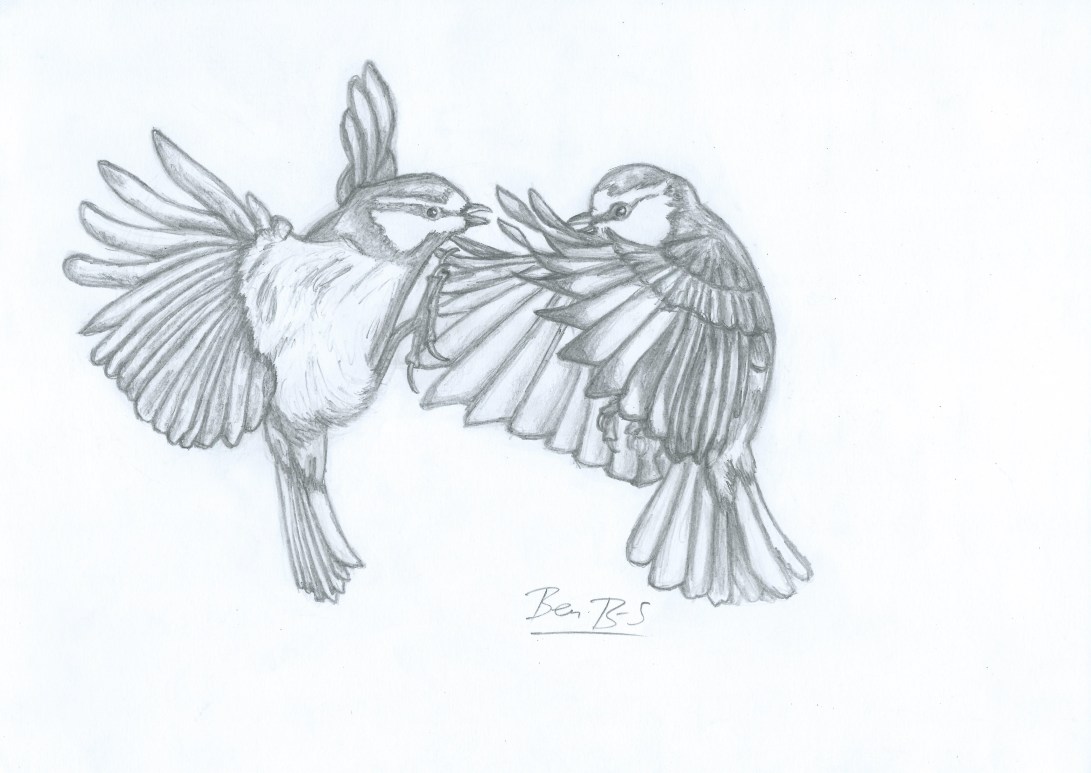 Clash of the Blue Tits JPEG